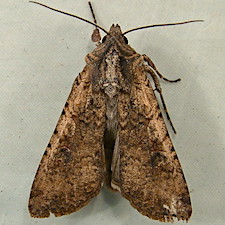 Peridroma saucia