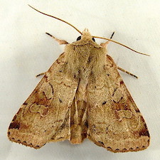 Diarsia esurialis