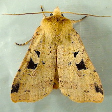 Diarsia esurialis