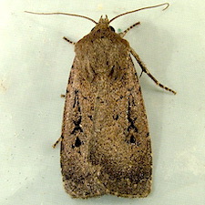 Graphiphora augur