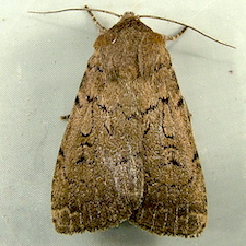 Graphiphora augur