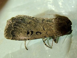 Graphiphora augur