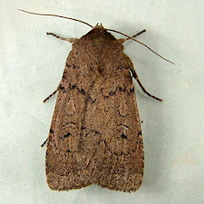 Graphiphora augur