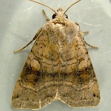 Xestia smithii