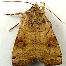 Xestia smithii