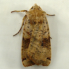 Xestia smithii