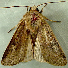 Xestia xanthographa