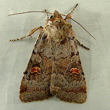 Adelphagrotis stellaris