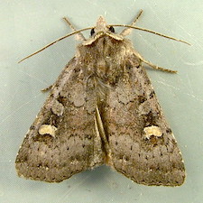 Adelphagrotis stellaris