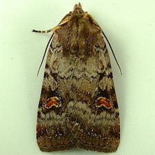 Adelphagrotis stellaris