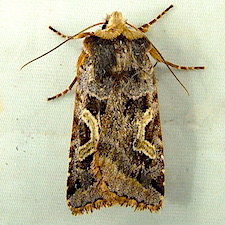 Cerastis enigmatica