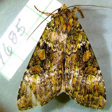 Anaplectoides prasina