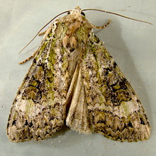 Anaplectoides prasina