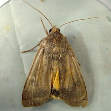 Noctua pronuba