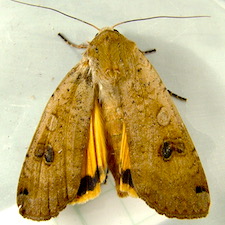 Noctua pronuba