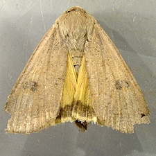 Noctua pronuba