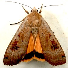 Cryptocala acadiensis