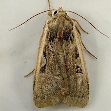 Parabagrotis sulinaris