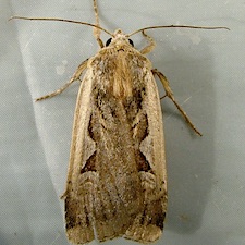 Parabagrotis sulinaris