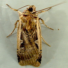 Parabagrotis sulinaris