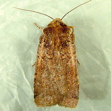 Parabagrotis insularis