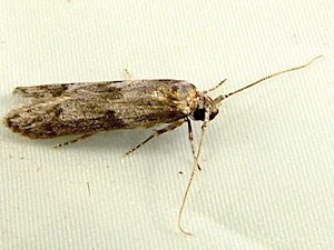 Asaphocrita aphidiella