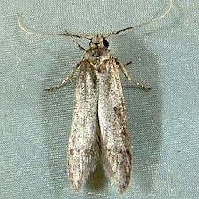 Asaphocrita aphidiella