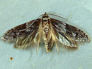 Asaphocrita aphidiella