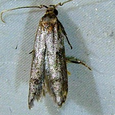 Asaphocrita aphidiella