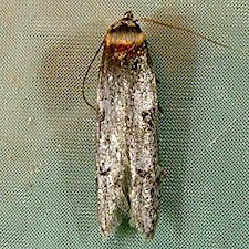 Asaphocrita aphidiella