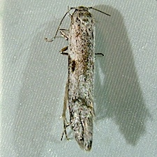 Asaphocrita busckiella