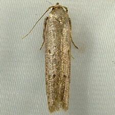 Holcocera chalcofrontella