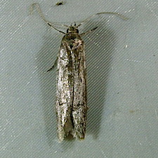 Holcocera chalcofrontella