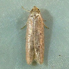 Holcocera chalcofrontella