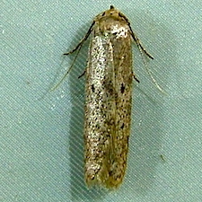 Holcocera chalcofrontella