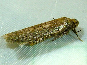 Holcocera chalcofrontella