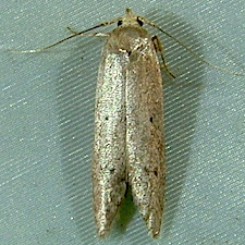 Holcocera chalcofrontella