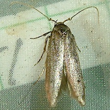 Holcocera chalcofrontella