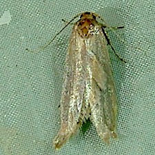 Holcocera chalcofrontella