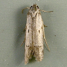 Holcocera chalcofrontella