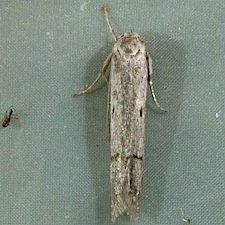 Holcocera chalcofrontella