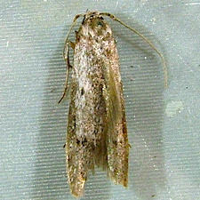 Holcocera chalcofrontella