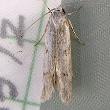 Holcocera chalcofrontella