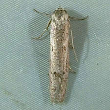 Holcocera chalcofrontella