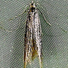 Coleophora laurentella