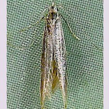 Coleophora asterophagella