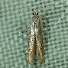 Coleophora pruniella