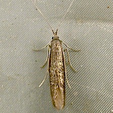 Coleophora pruniella