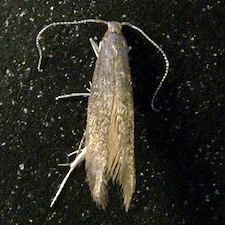 Coleophora pruniella