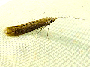 Coleophora pruniella